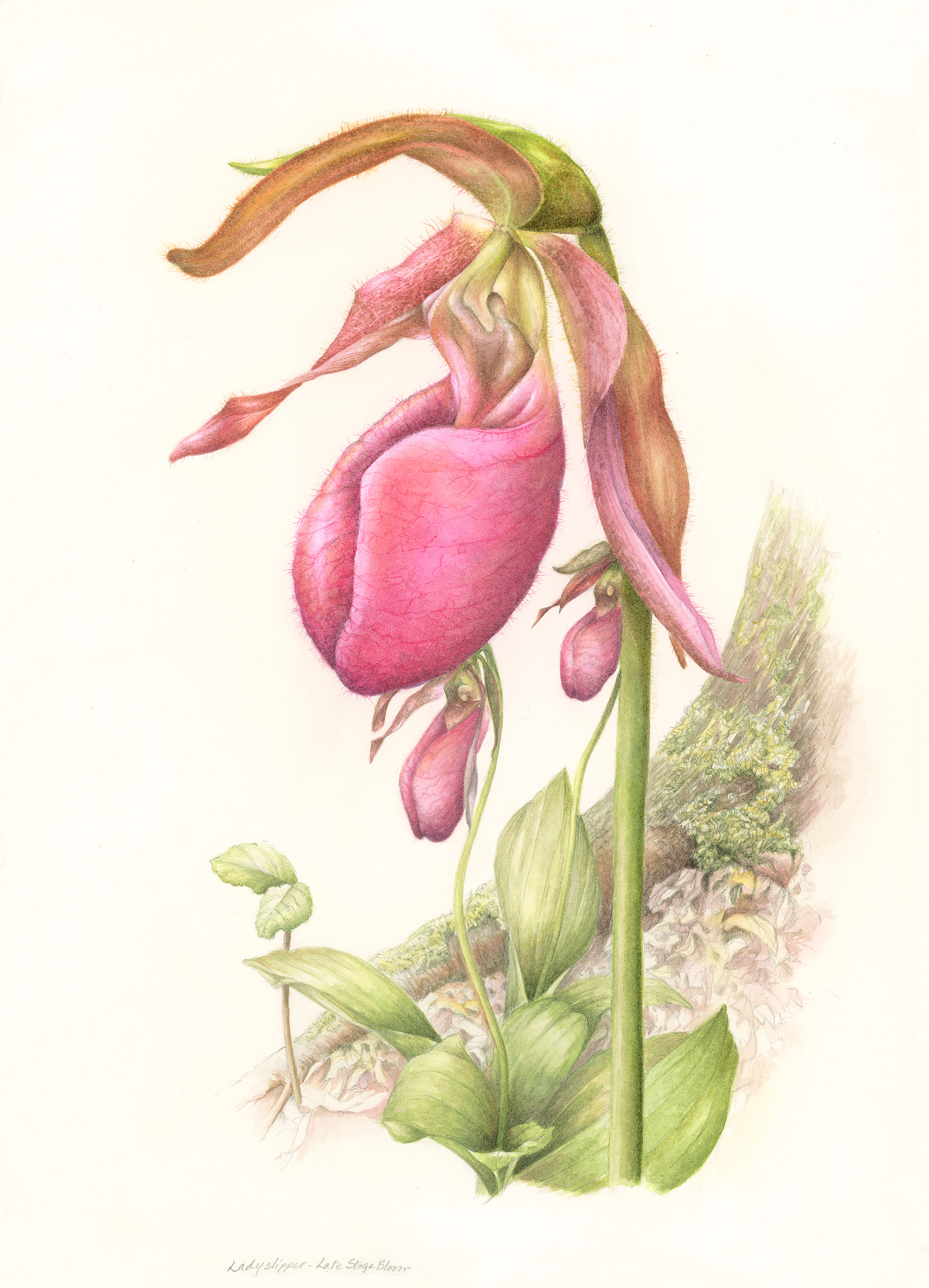 Watercolor and graphite study of a pink lady slipper orchid in late bloom, its pouch deep rose, growing from a mossy fallen log.