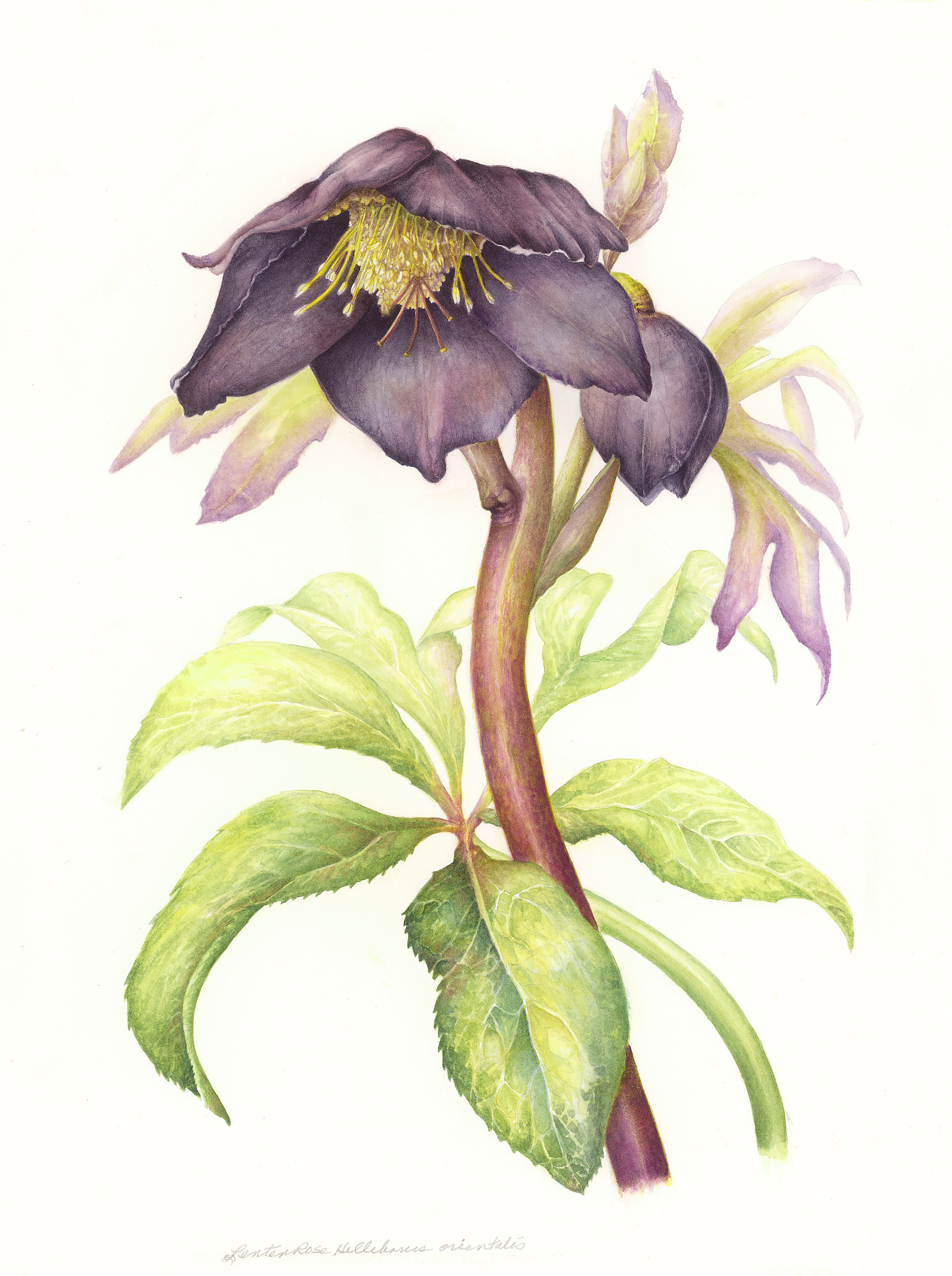 Deep aubergine hellebore flower nodding over pale green palmate leaves, its yellow-green stamens catching the light.