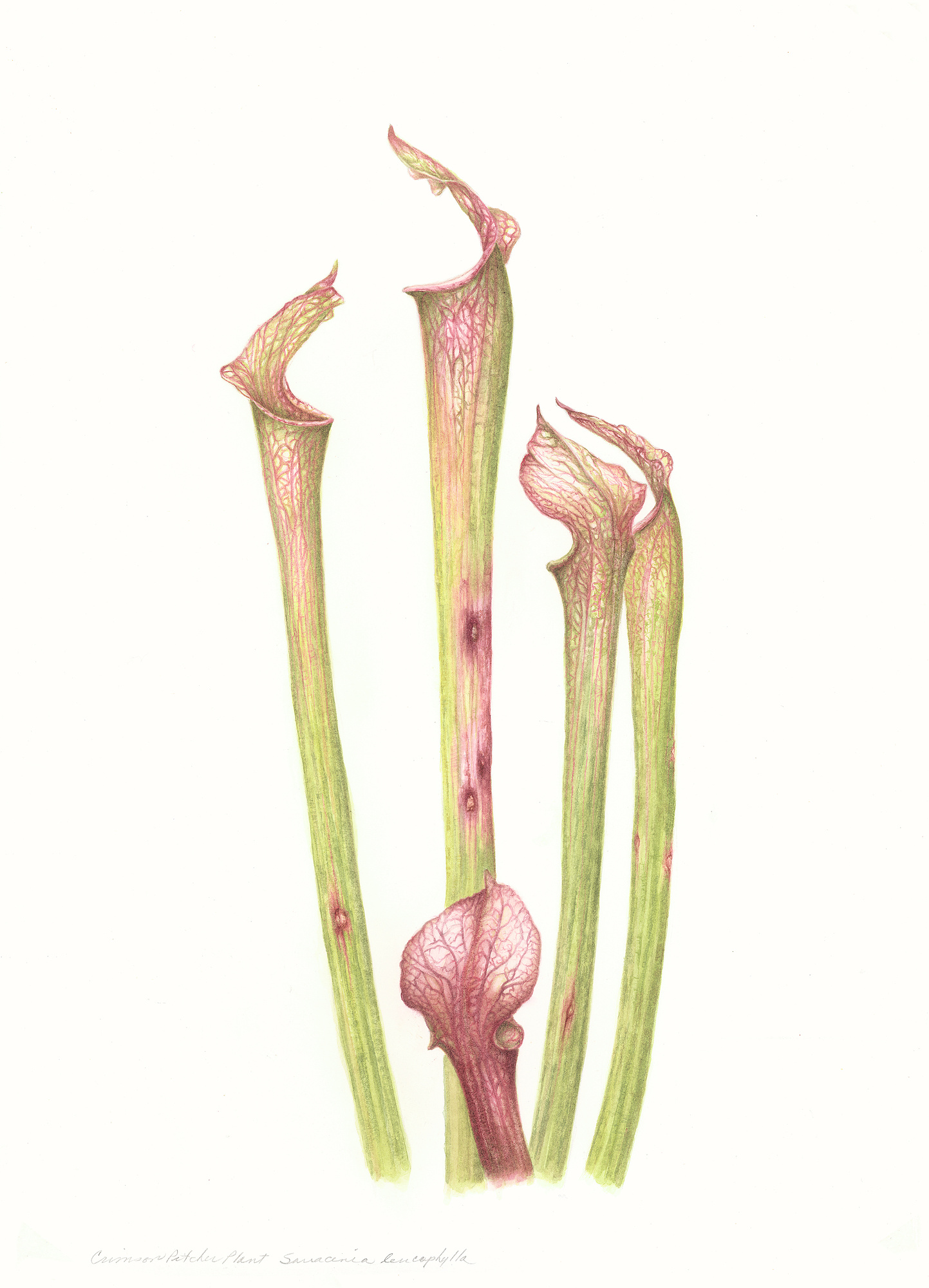 Four crimson-veined pitcher plant trumpets rising in a group, their green throats netted with red.