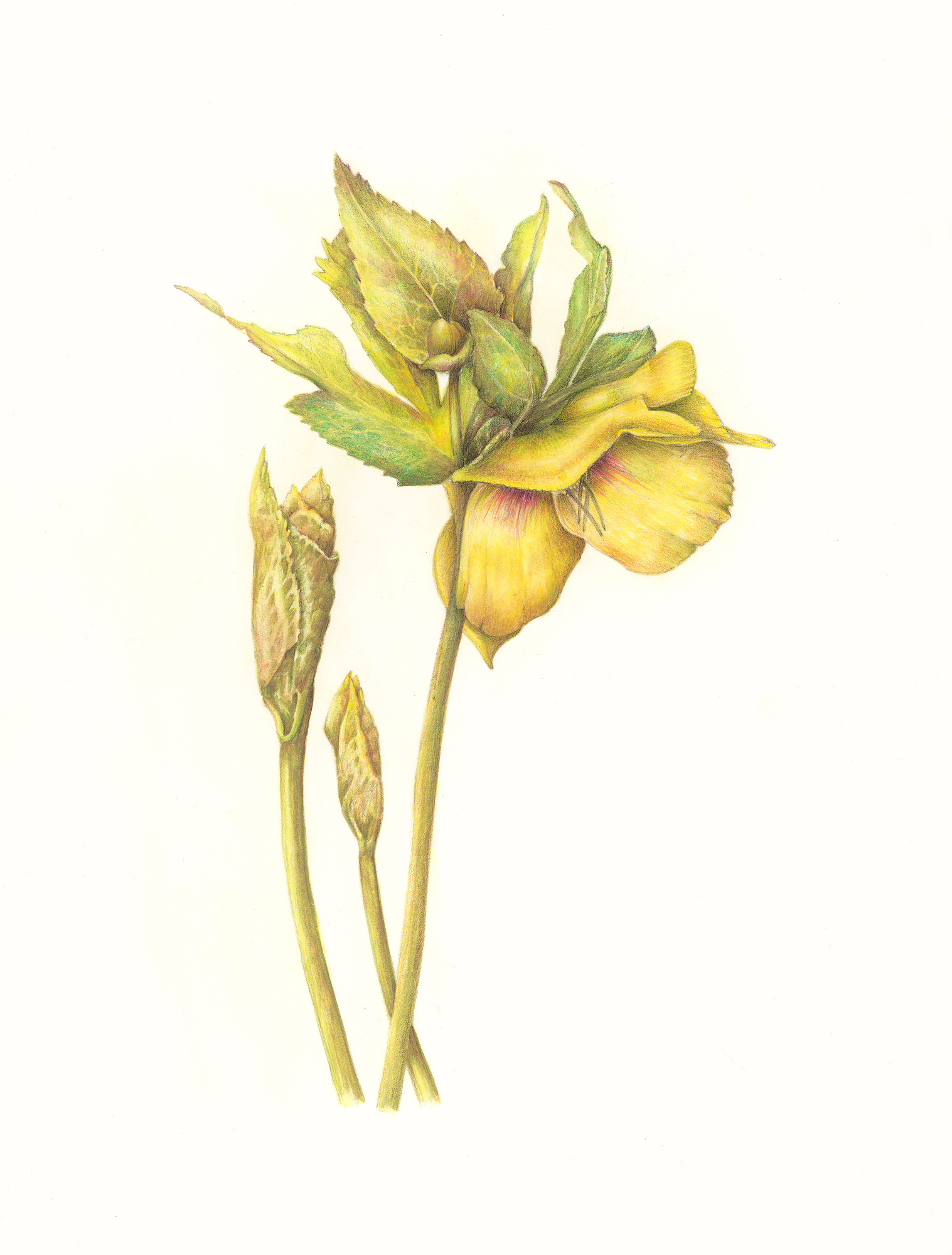 Yellow-green hellebore flower with a rose-flushed throat, flanked by two furled buds on pale stems.