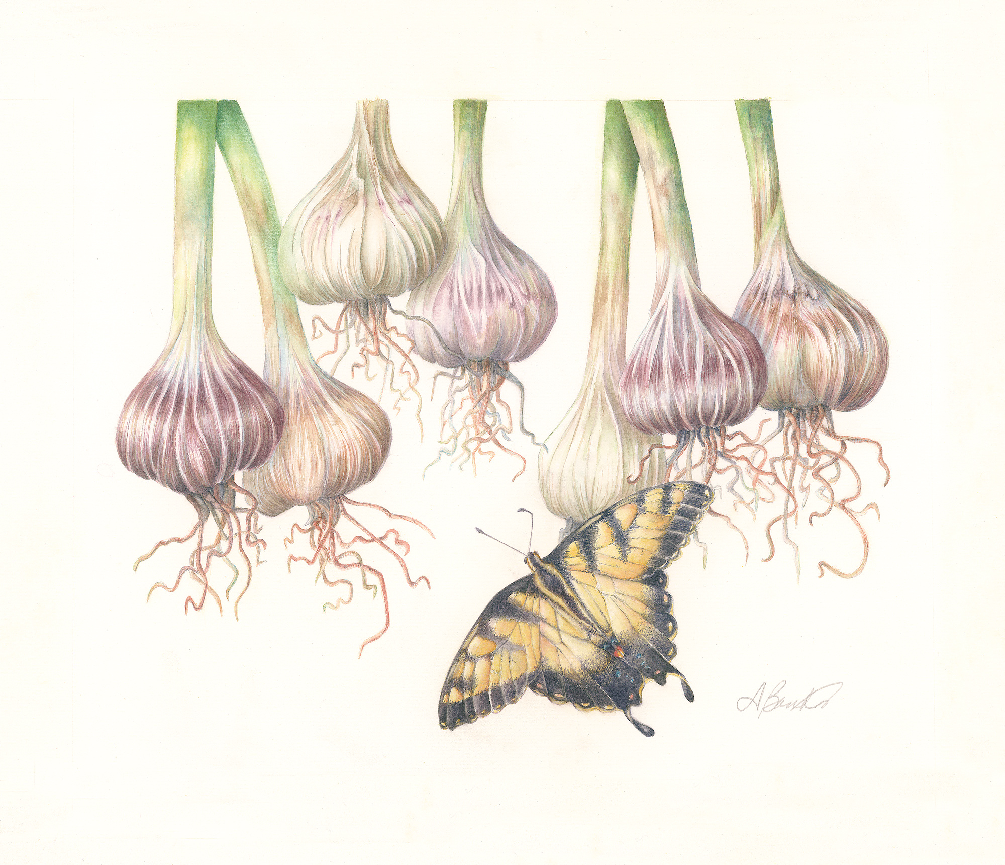 Six garlic bulbs hanging by their stems with trailing roots, an eastern tiger swallowtail butterfly below them.