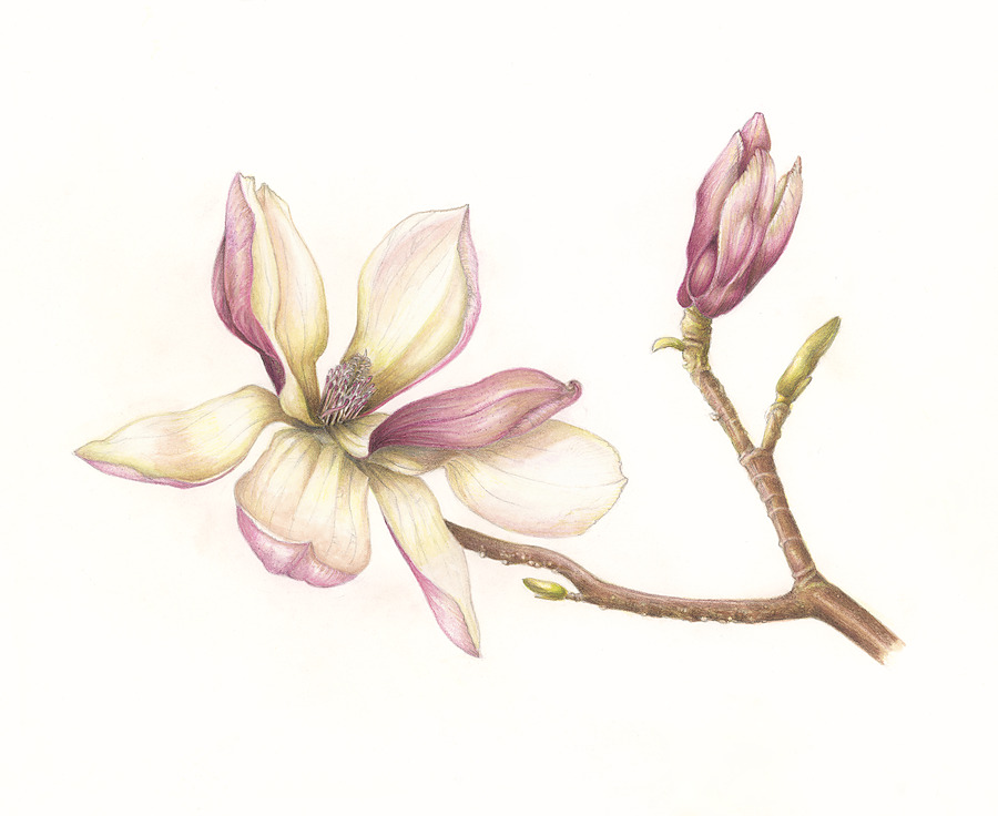 Lily magnolia: a single blossom open at left with cream and rose-flushed tepals, on a bare branch entering from the lower right, a furled bud held above.