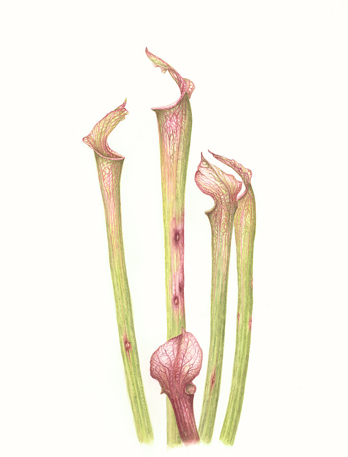 Four crimson-veined pitcher plant trumpets rising in a group, their green throats netted with red.