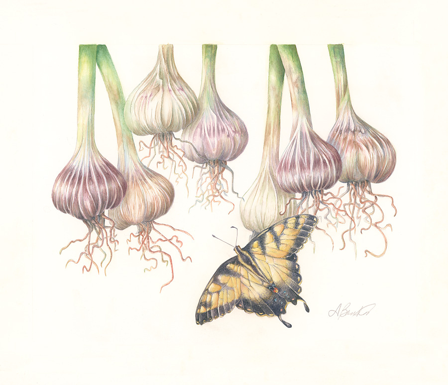 Six garlic bulbs hanging by their stems with trailing roots, an eastern tiger swallowtail butterfly below them.